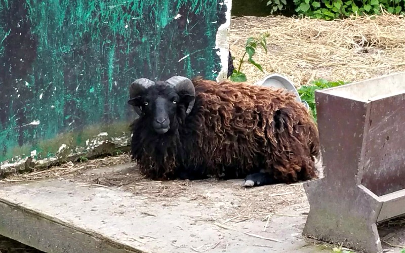 Arrivée à la ferme Vernaelde d’un bélier d’Ouessant mai 2016
