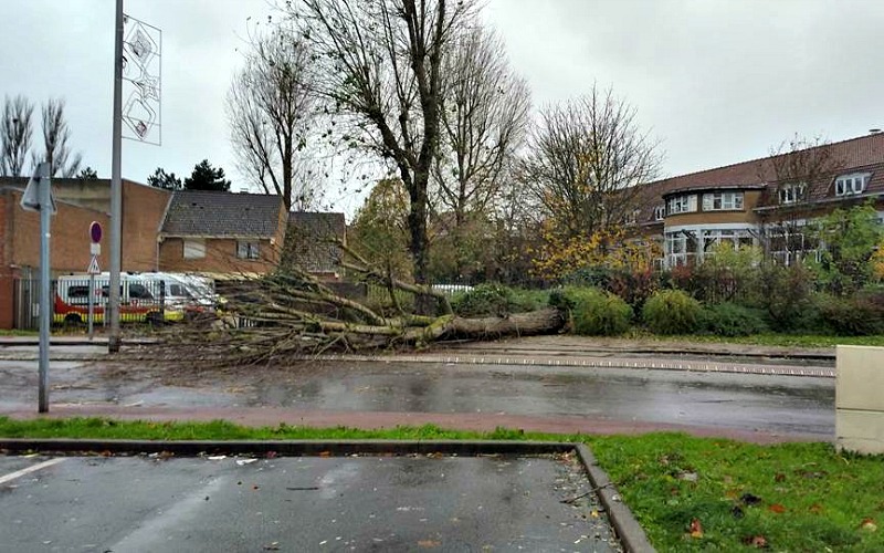 arbre-deracine-novembre-2016