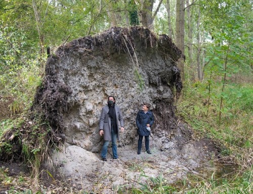 Une soixantaine d’arbres déracinés au Fort-Louis, la ville demande une aide d’urgence