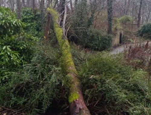 Quelques arbres vieillissants sont tombés du fait des fortes rafales